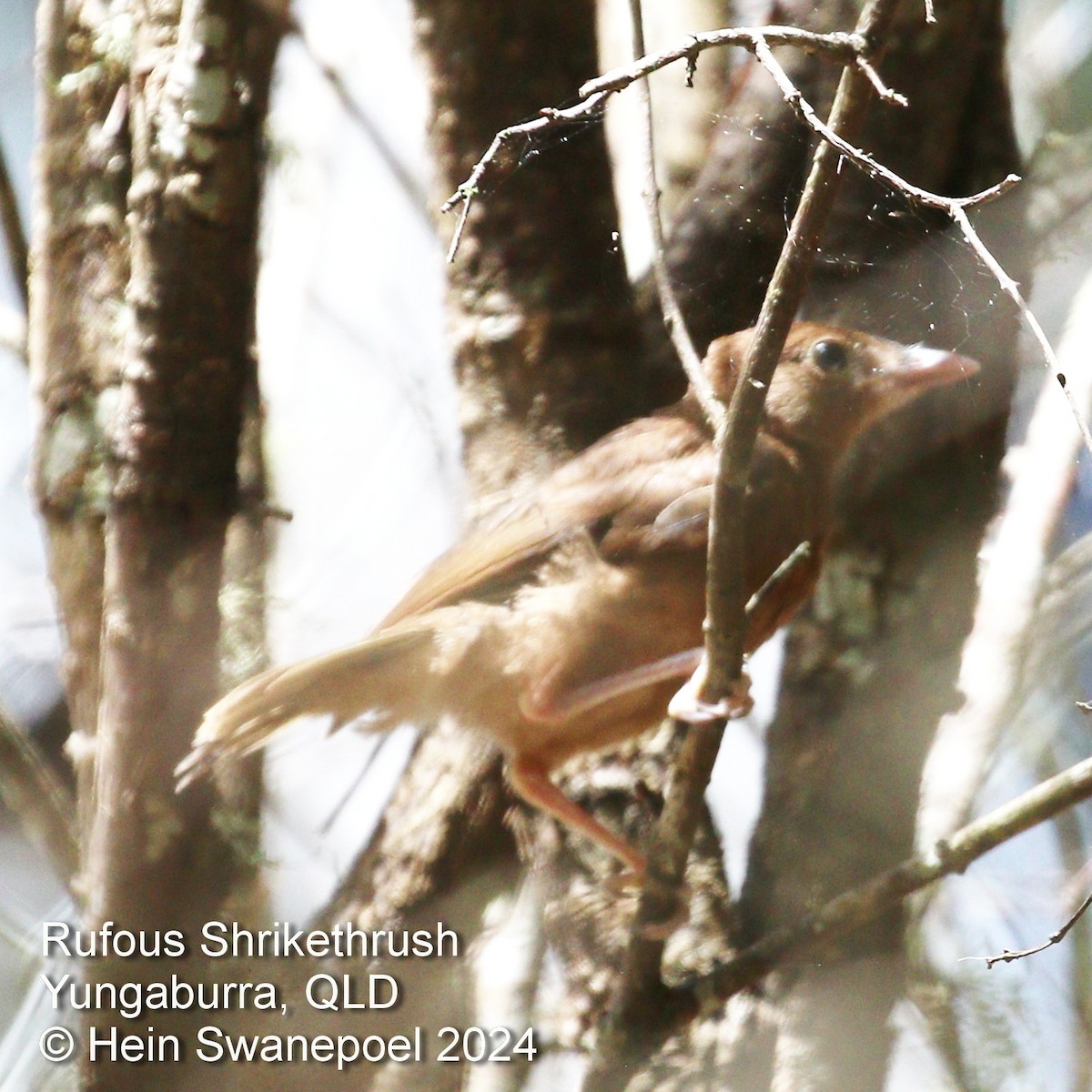 Little Shrikethrush (Rufous) - ML616084294