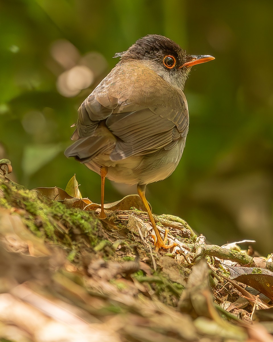 Black-headed Nightingale-Thrush - ML616084320