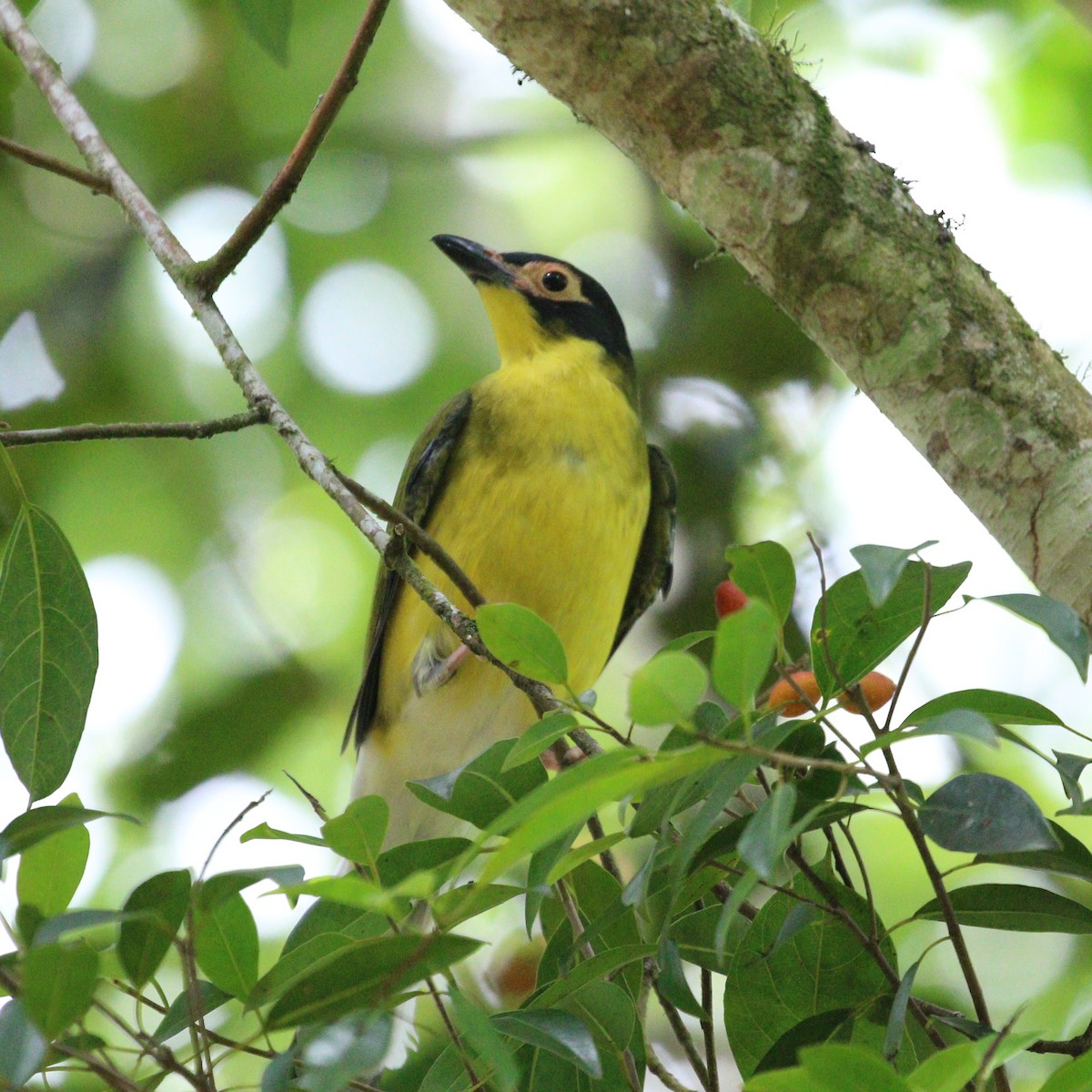 Australasian Figbird - ML616084337