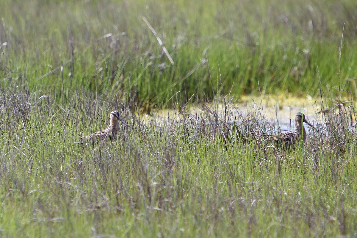 Short-billed/Long-billed Dowitcher - Yiming Qiu