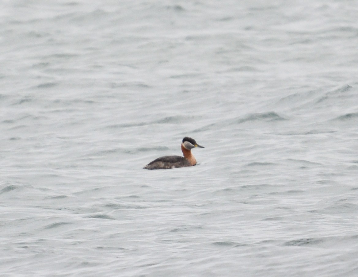 Red-necked Grebe - ML616084398