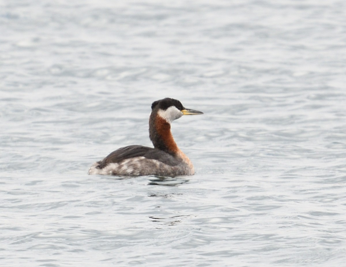 Red-necked Grebe - ML616084399