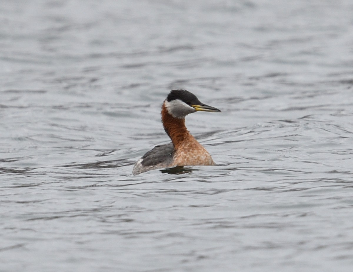 Red-necked Grebe - ML616084400