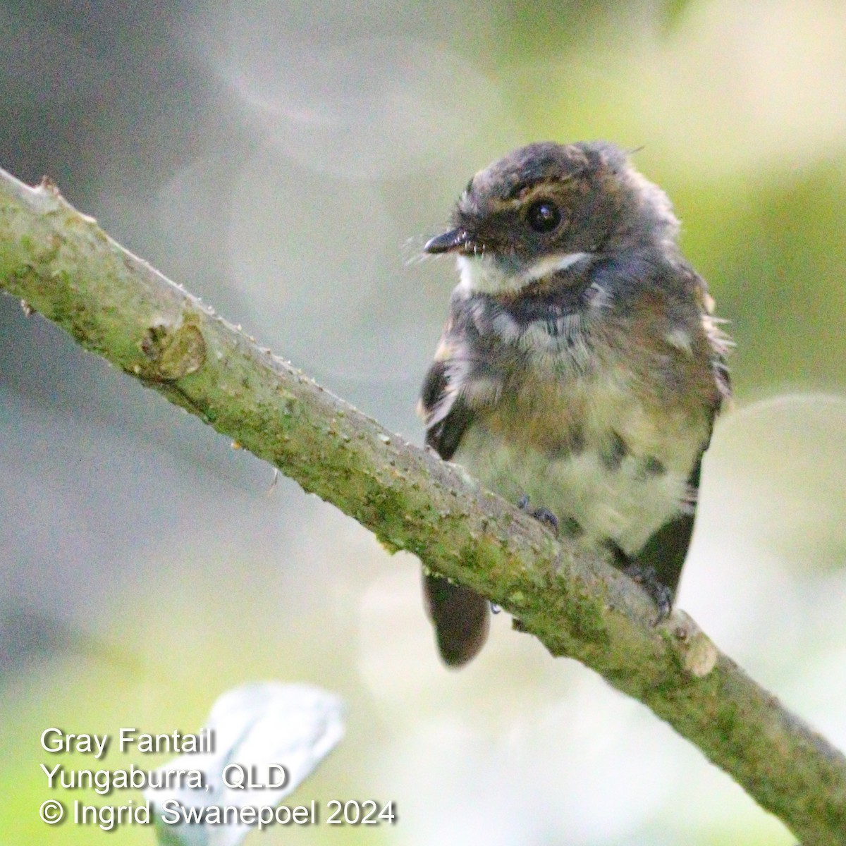 Gray Fantail - ML616084445