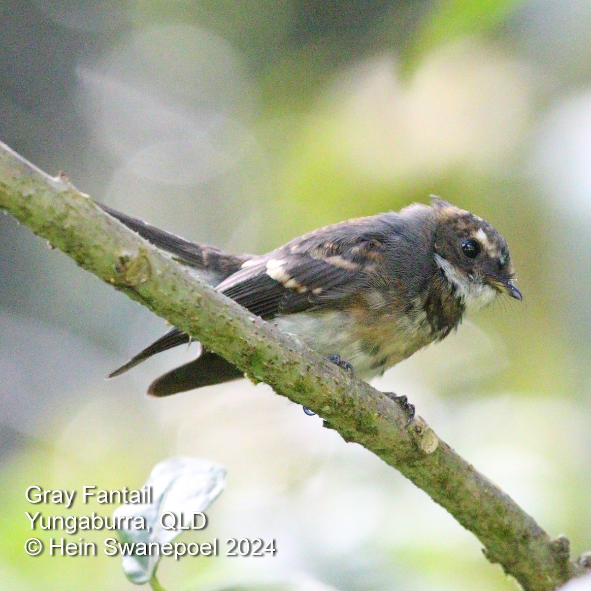 Gray Fantail - ML616084447