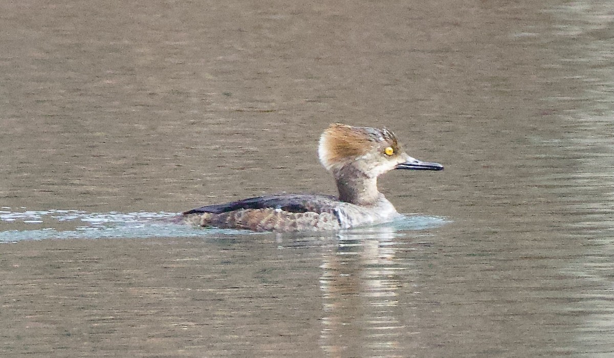 Hooded Merganser - ML616084463