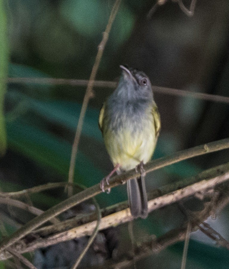 Slate-headed Tody-Flycatcher - ML616084528