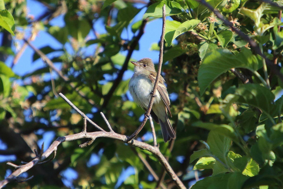 Willow Flycatcher - ML616084541