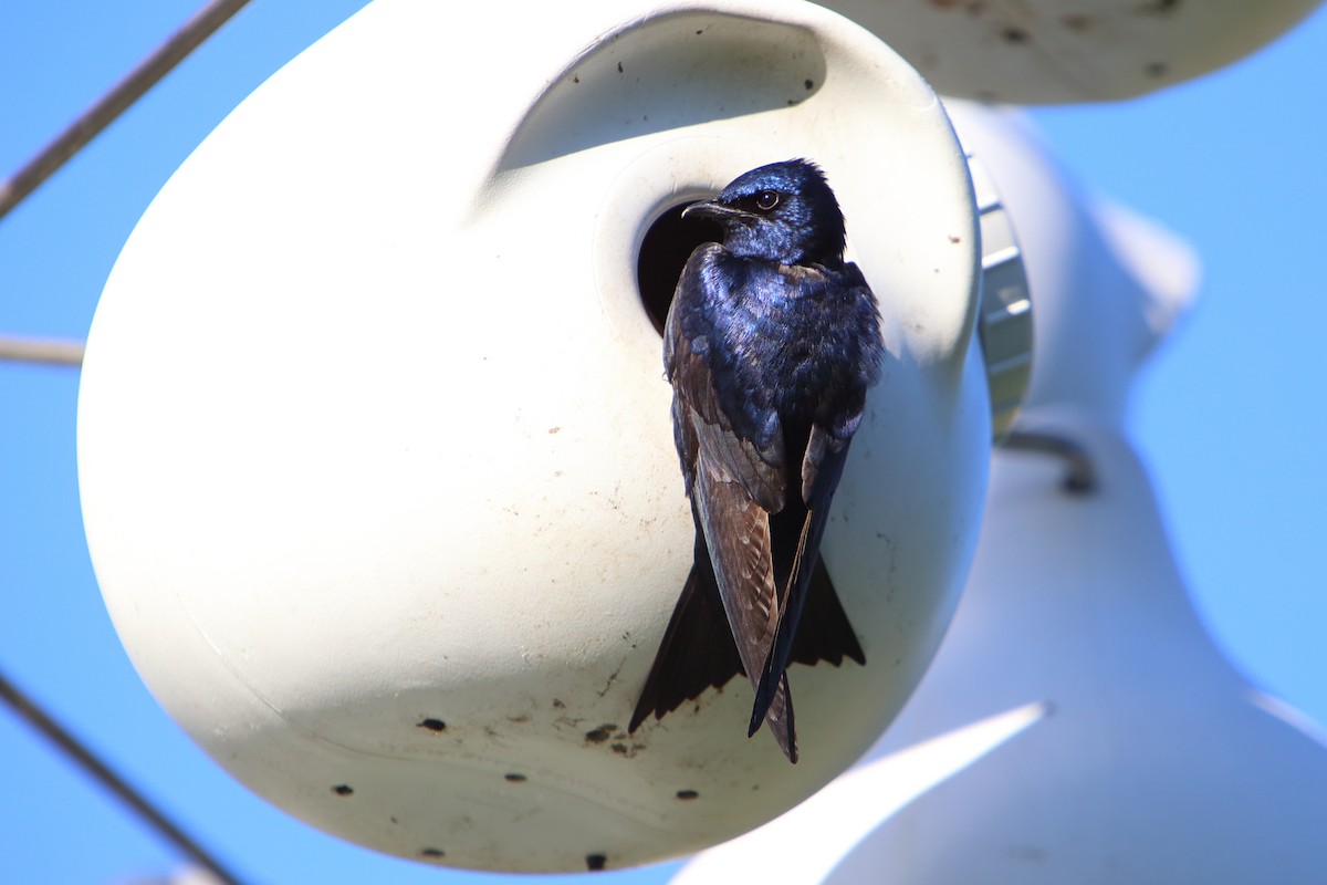 Golondrina Purpúrea - ML616084548