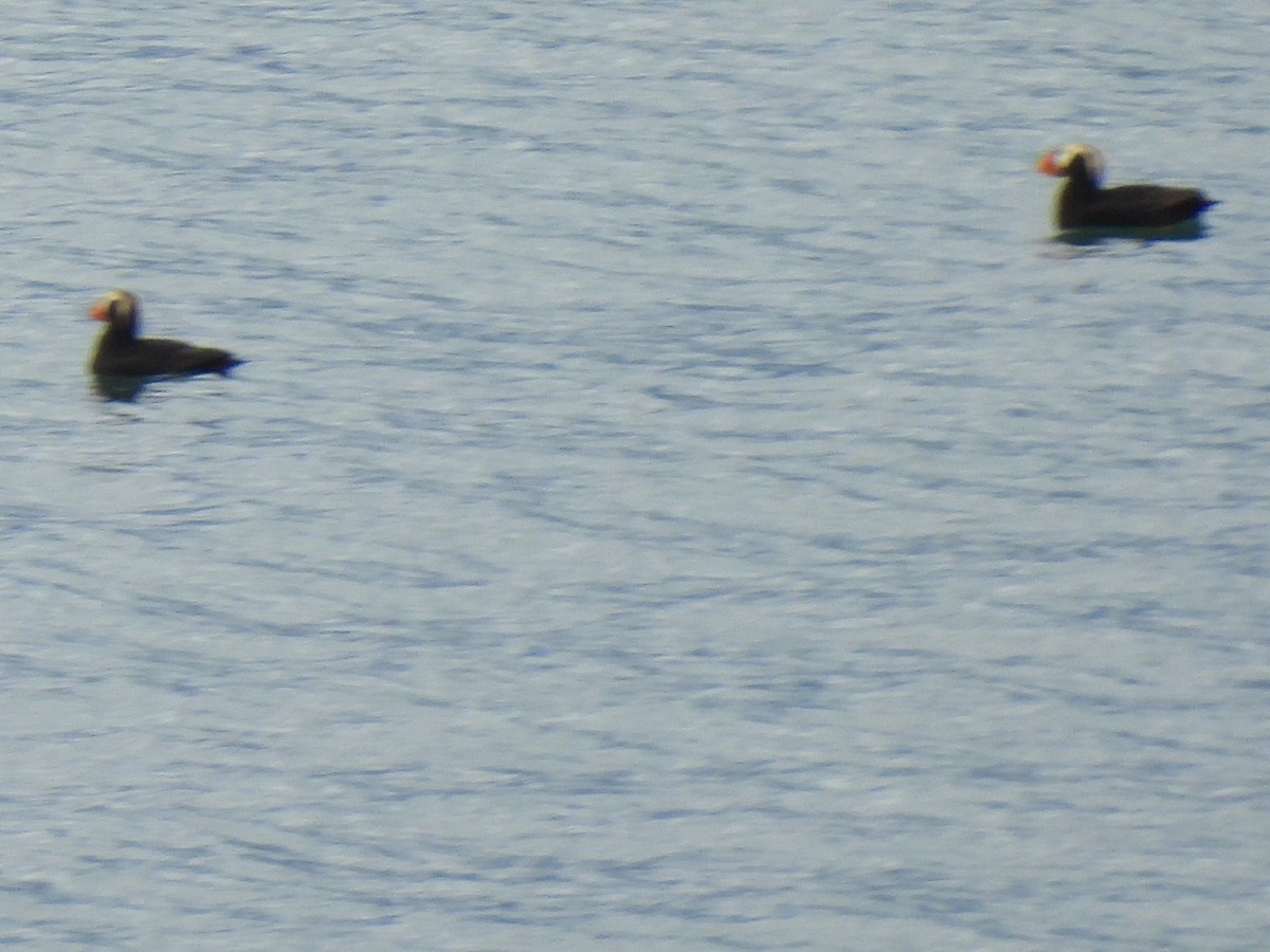 Tufted Puffin - ML616084563