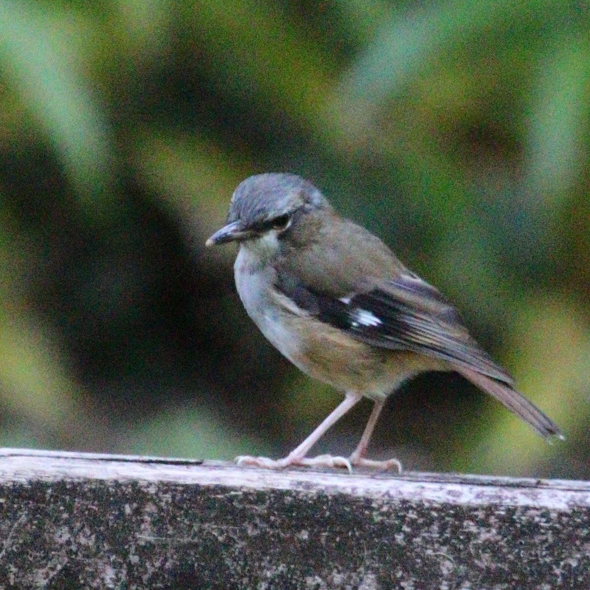 Gray-headed Robin - ML616084575