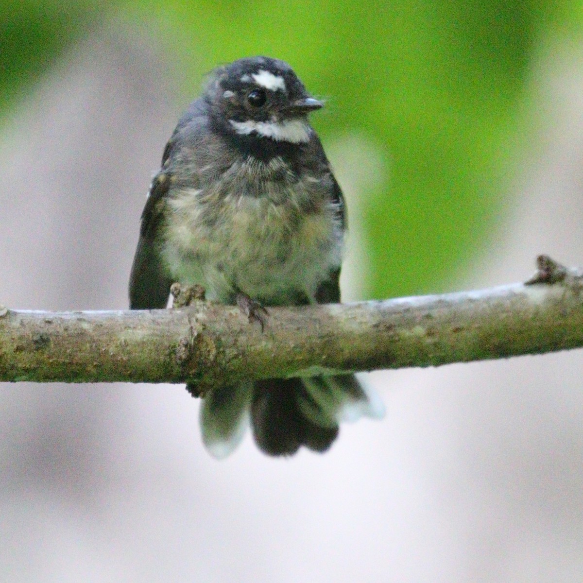 Gray Fantail - ML616084583