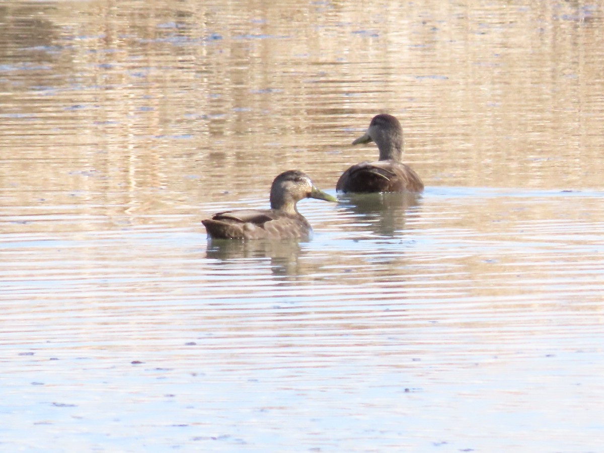 American Black Duck - Tania Mohacsi