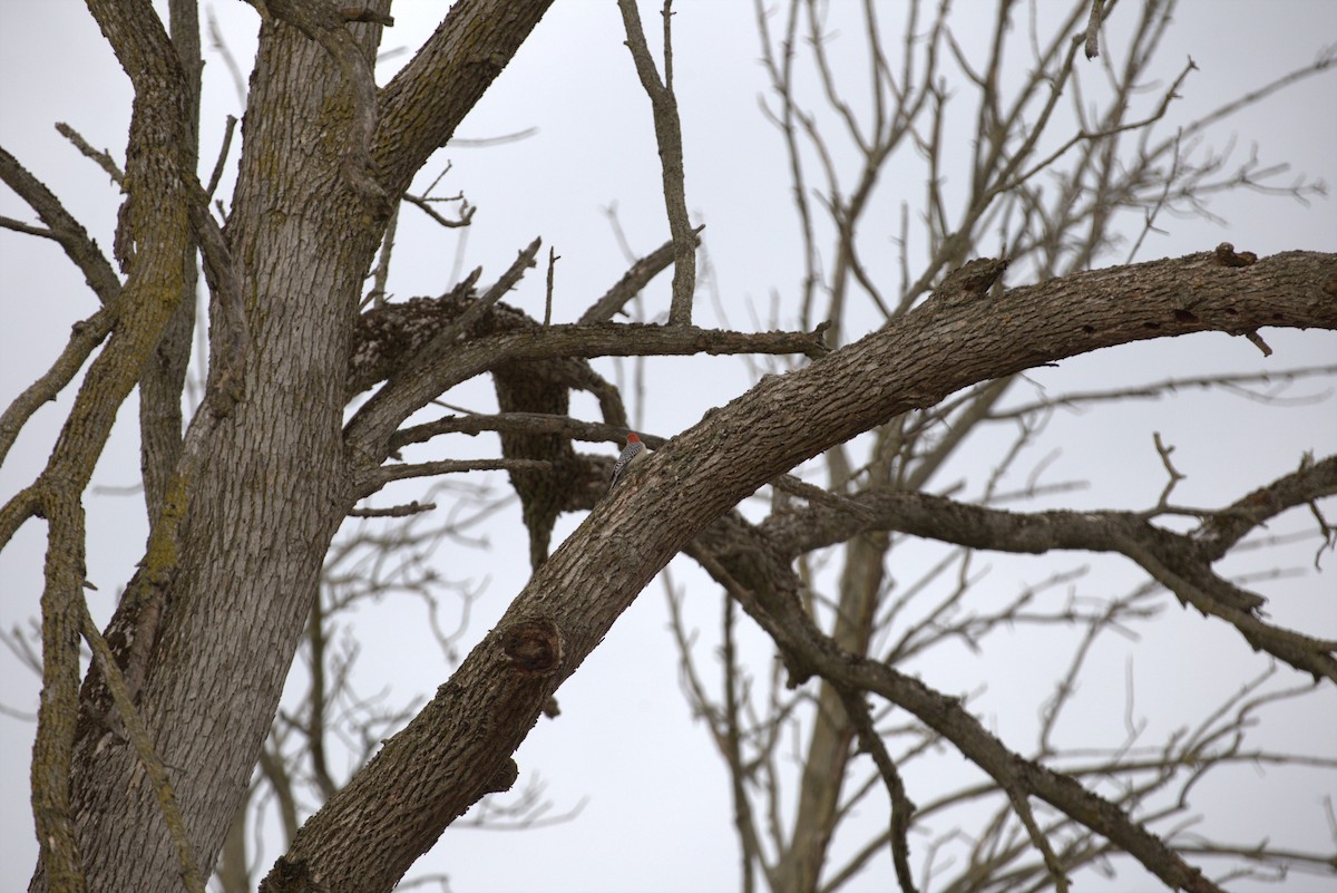 Red-bellied Woodpecker - ML616084717