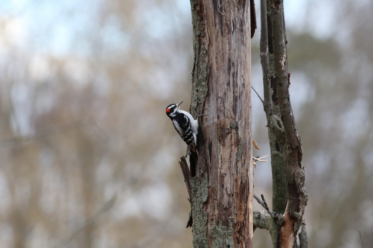 Downy Woodpecker - ML616084718