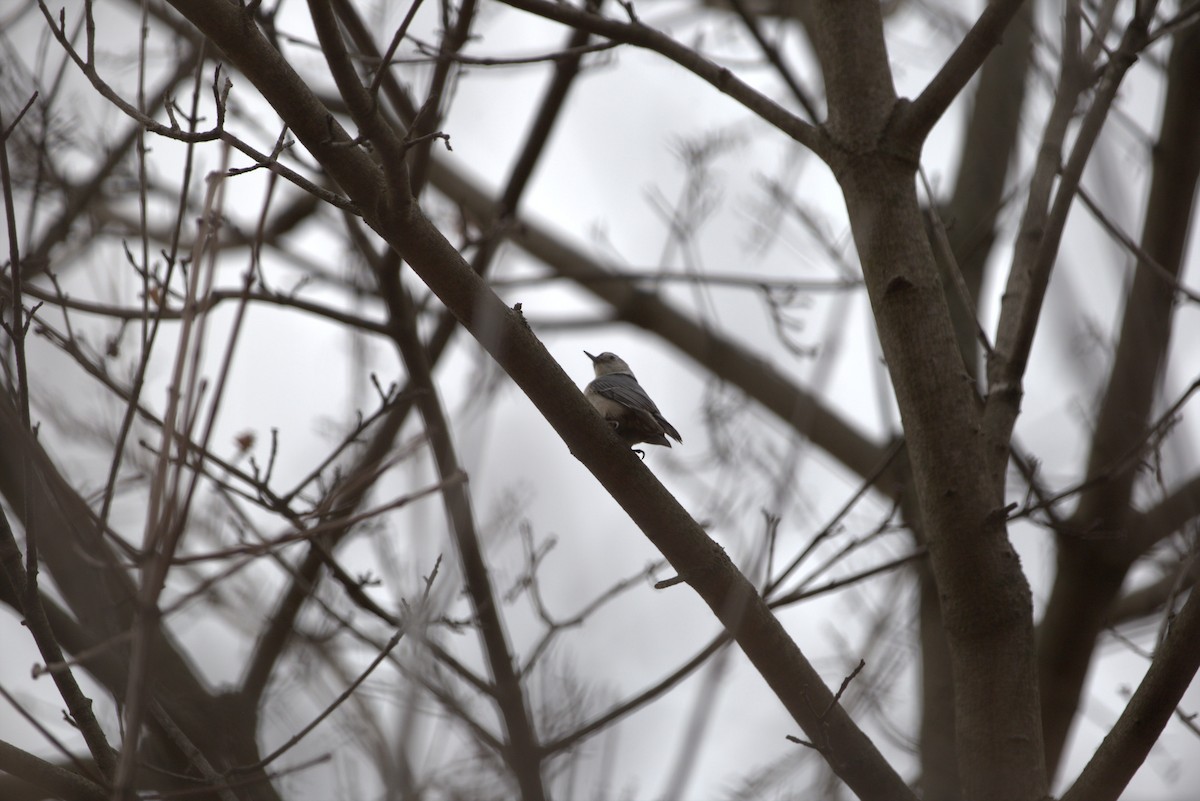 White-breasted Nuthatch - ML616084735