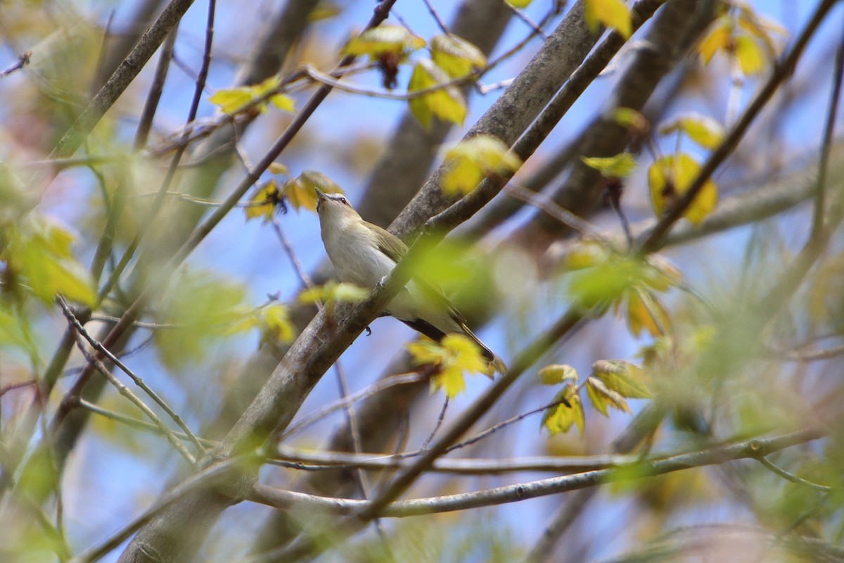 Red-eyed Vireo - ML616084738