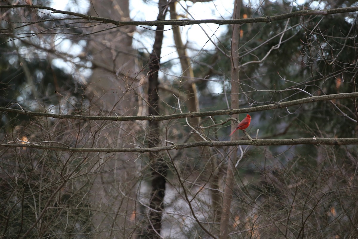 Northern Cardinal - ML616084739