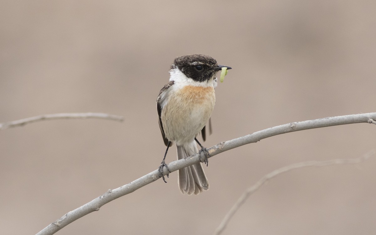 Fuerteventura Stonechat - ML616084744