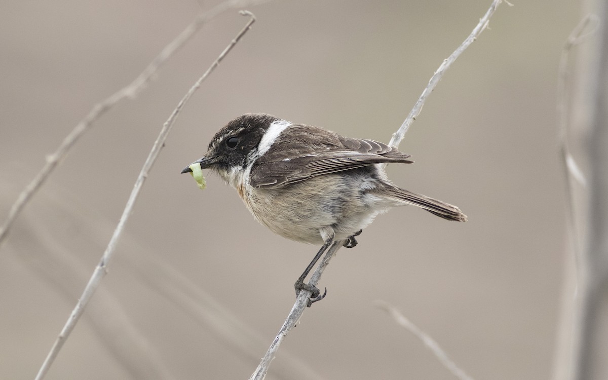 Fuerteventura Stonechat - ML616084745