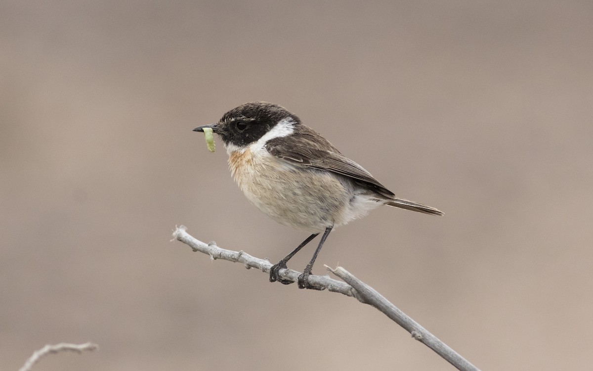 Fuerteventura Stonechat - ML616084746