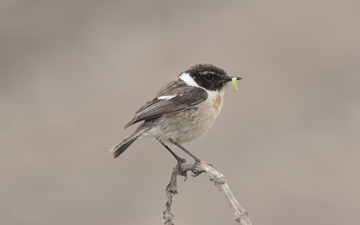 Fuerteventura Stonechat - ML616084748