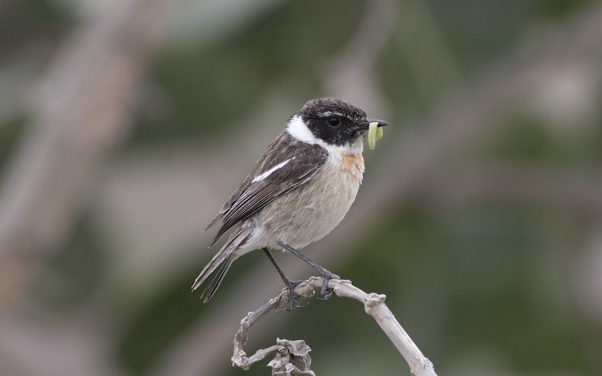 Fuerteventura Stonechat - ML616084749