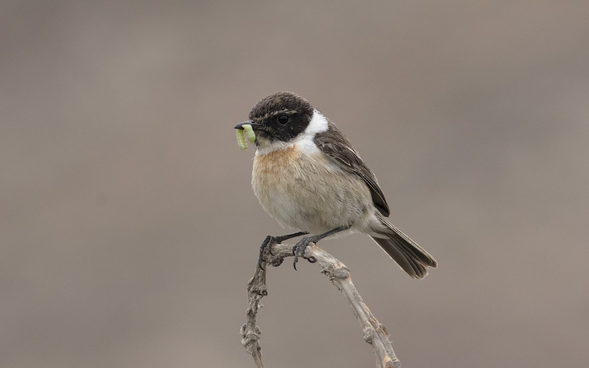 Fuerteventura Stonechat - ML616084751