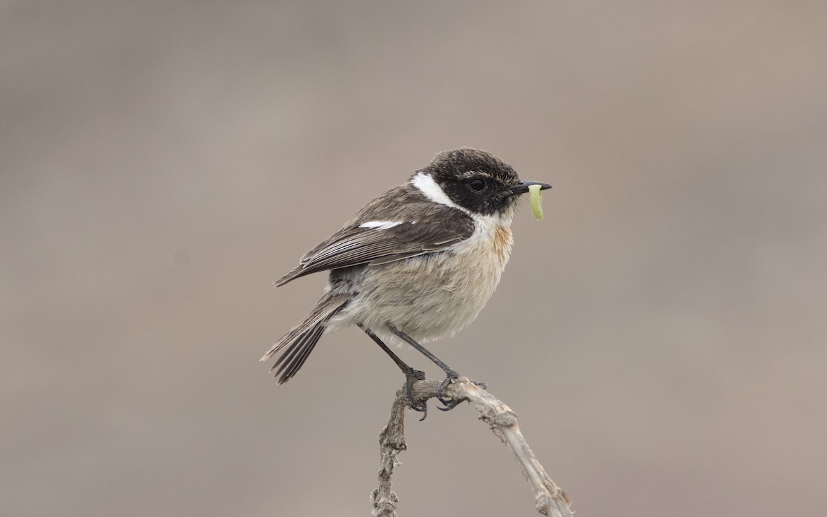 Fuerteventura Stonechat - ML616084752