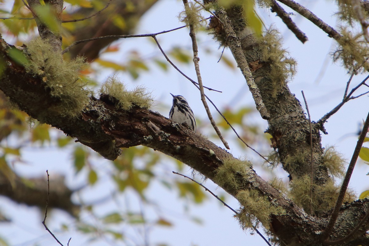 Black-and-white Warbler - ML616084760