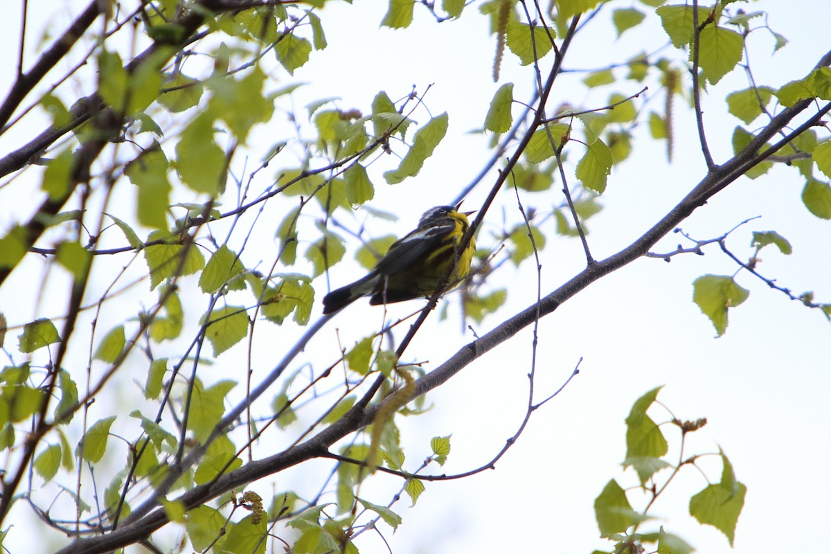 Magnolia Warbler - ML616084793