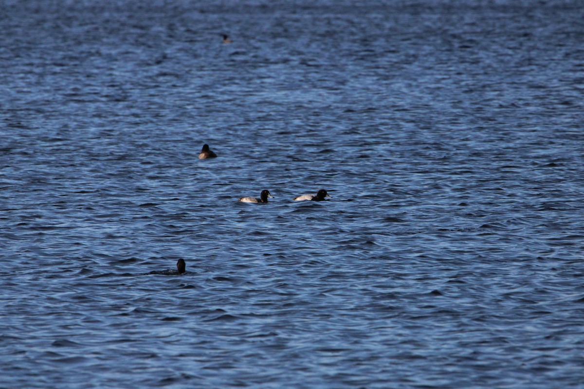 Lesser Scaup - ML616084795