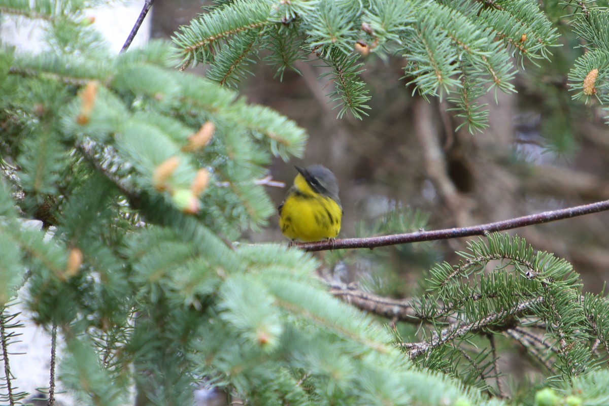 Magnolia Warbler - ML616084797