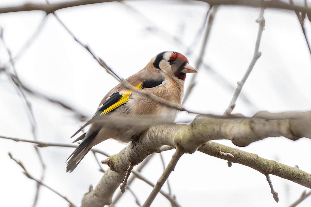 European Goldfinch (European) - Andaman Kaosung