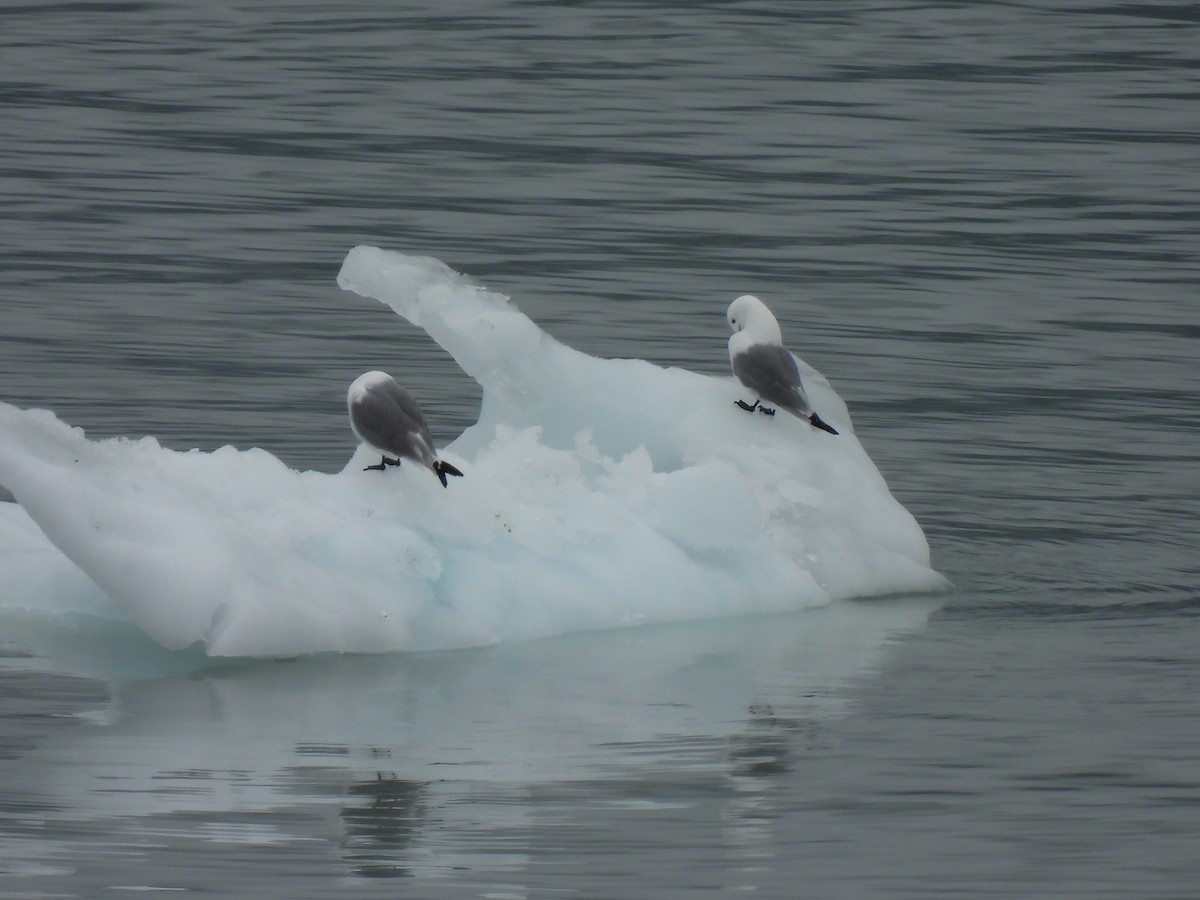 Black-legged Kittiwake - Don Holcomb