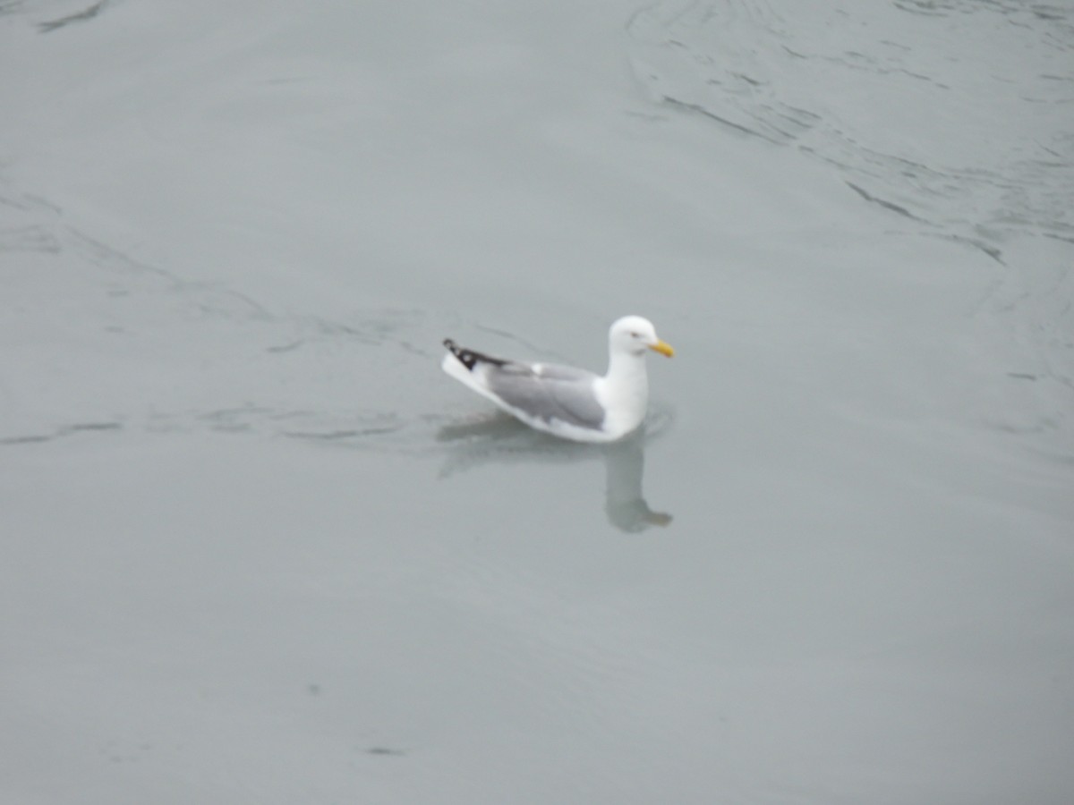 Gaviota Argéntea - ML616084885