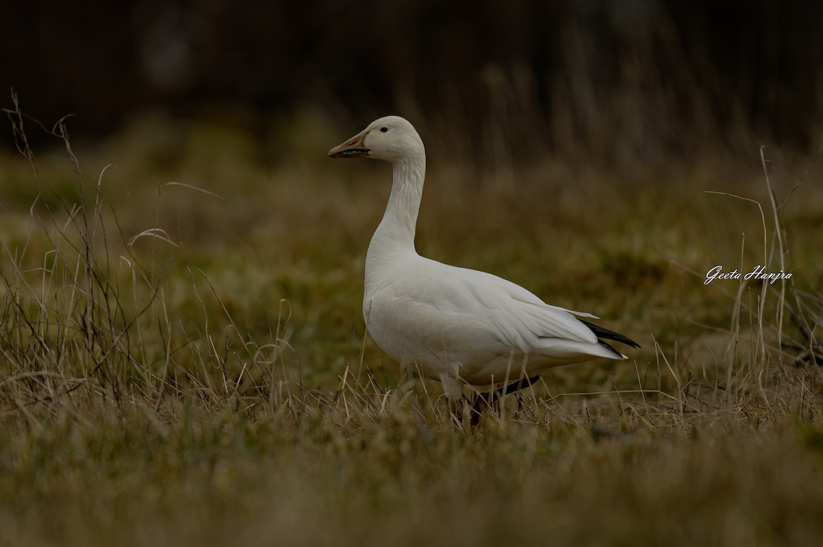 husa sněžní - ML616084924