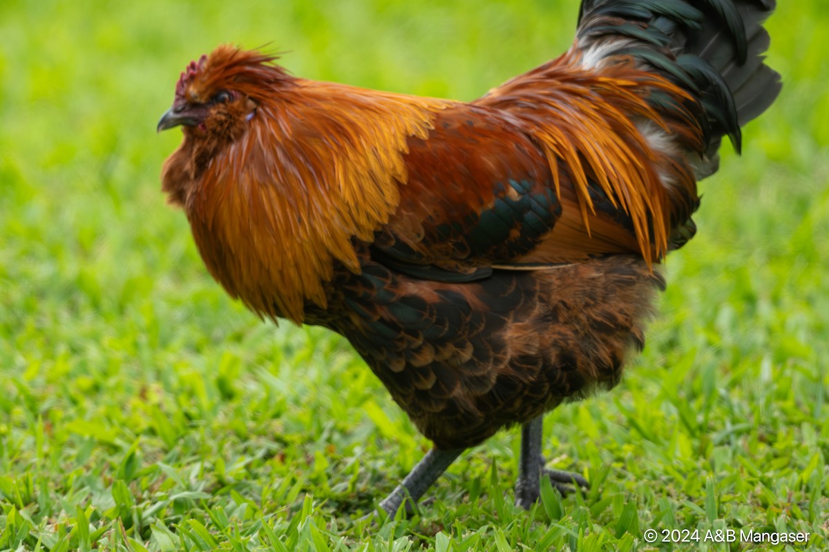 Red Junglefowl (Domestic type) - ML616084965