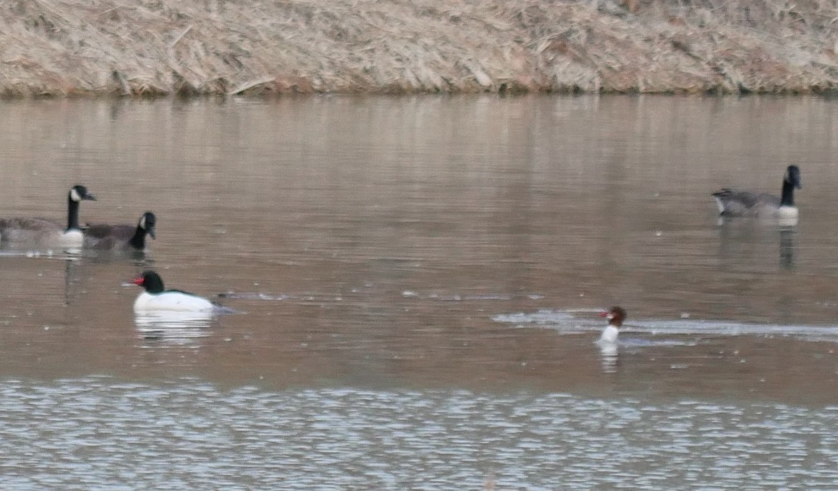 Common Merganser - ML616084975