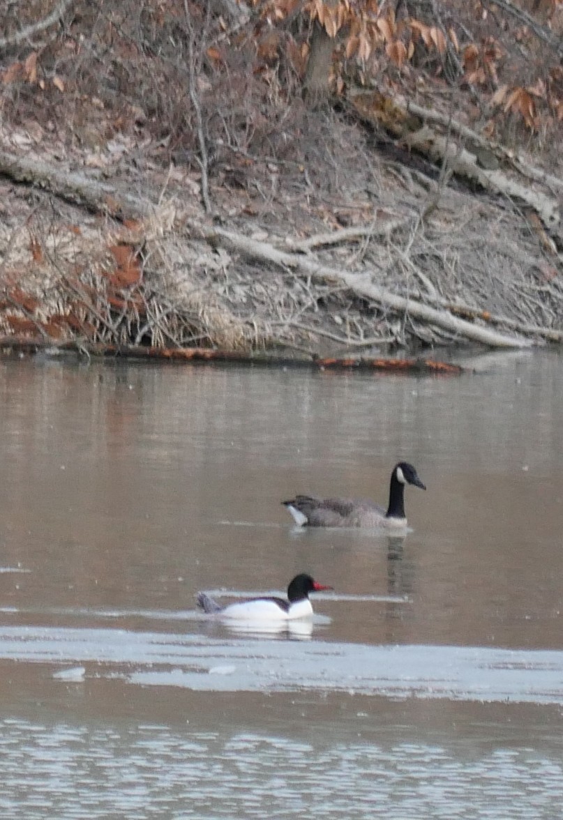 Common Merganser - ML616084976