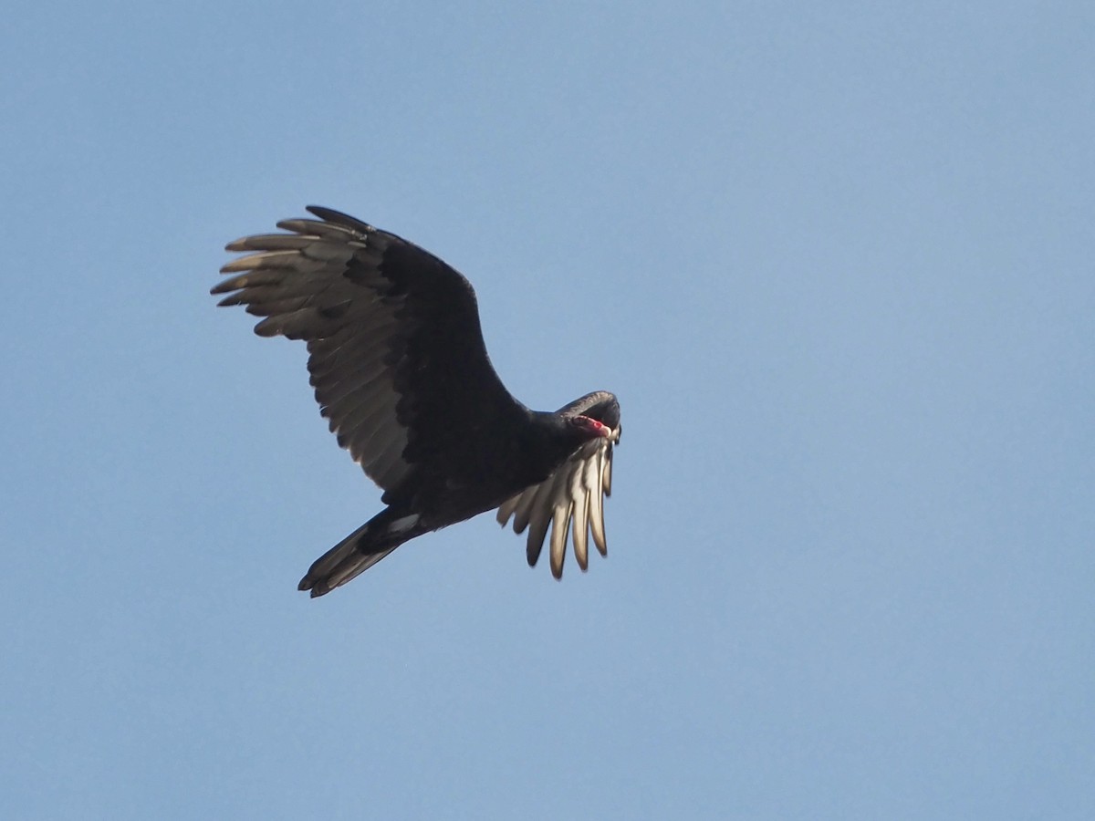 Turkey Vulture - ML616084997