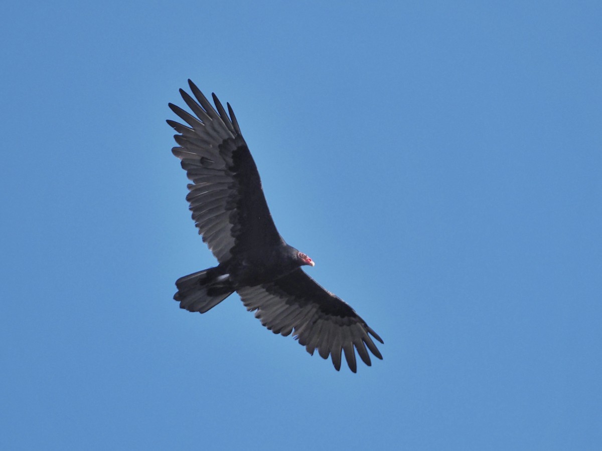 Turkey Vulture - ML616084998