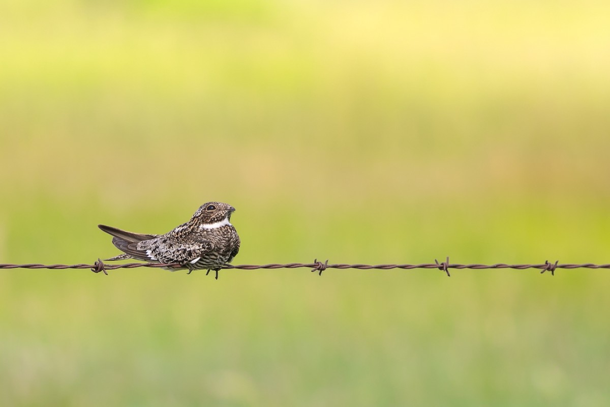 Common Nighthawk - ML616085000