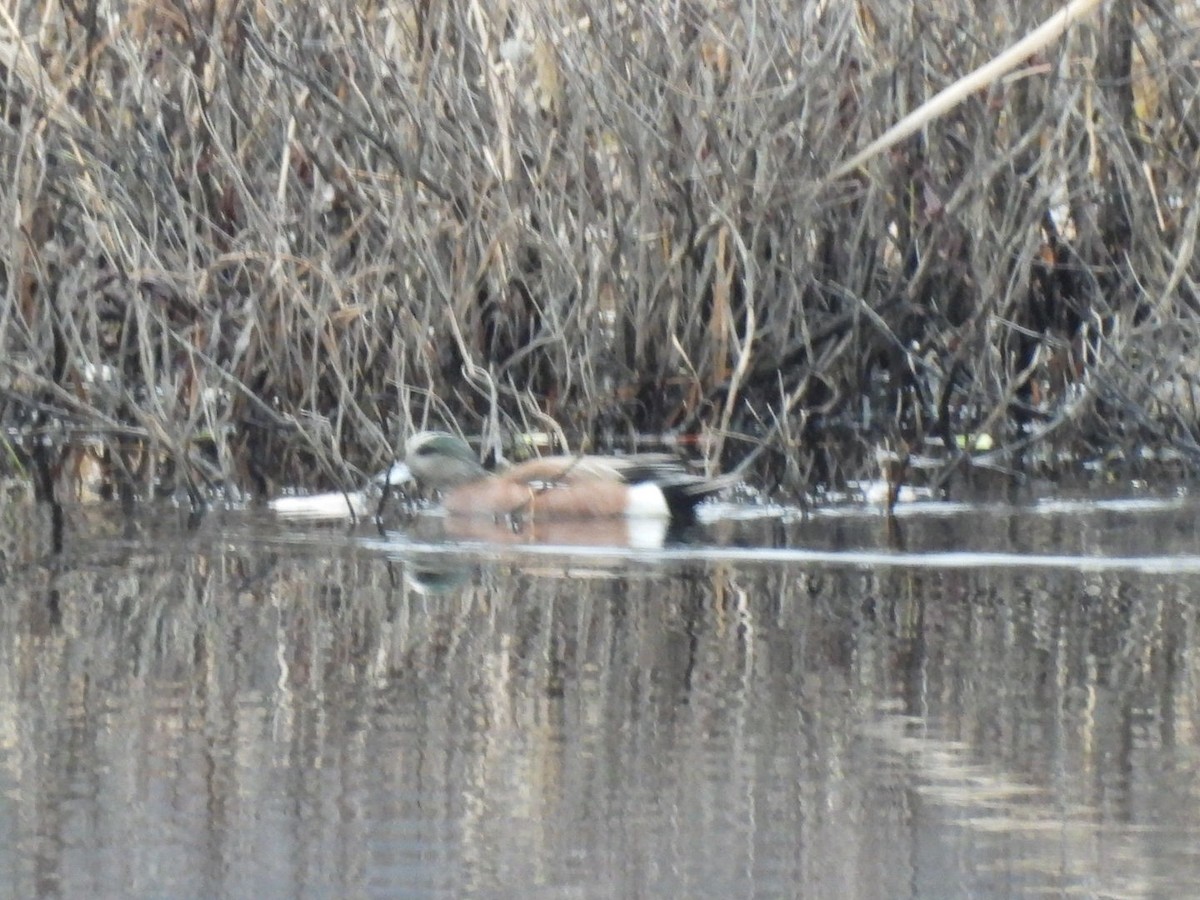 American Wigeon - ML616085001