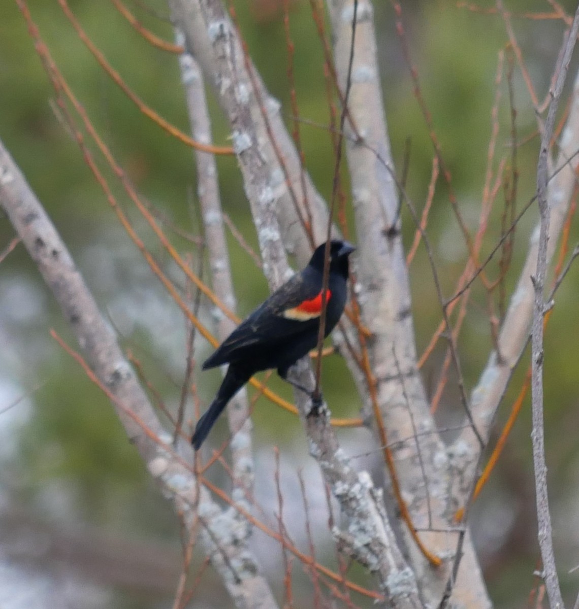 Red-winged Blackbird - ML616085005