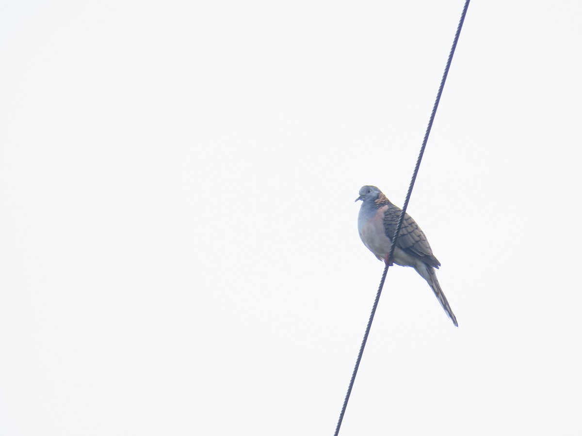 Bar-shouldered Dove - Albert Ross