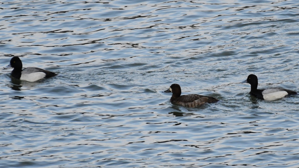 Lesser Scaup - ML616085013