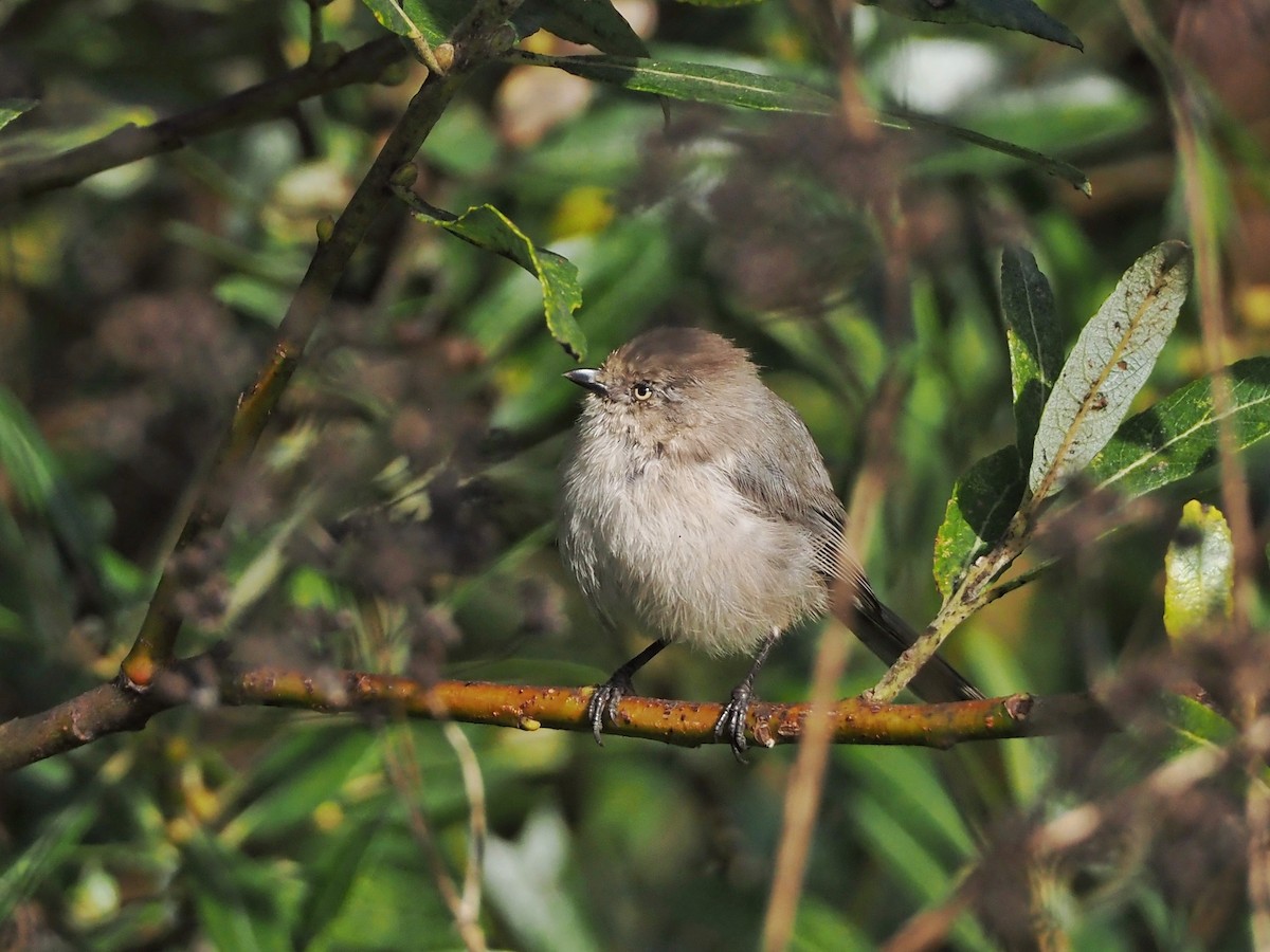 Bushtit - ML616085039