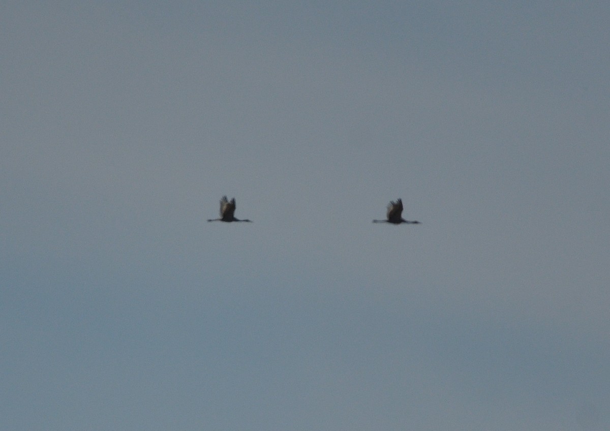 Sandhill Crane - Louis Lemay