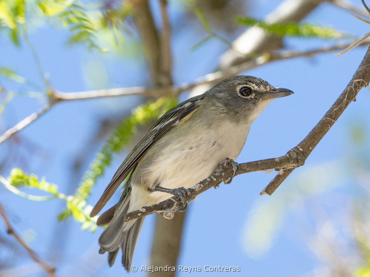 Vireo Plomizo - ML616085057